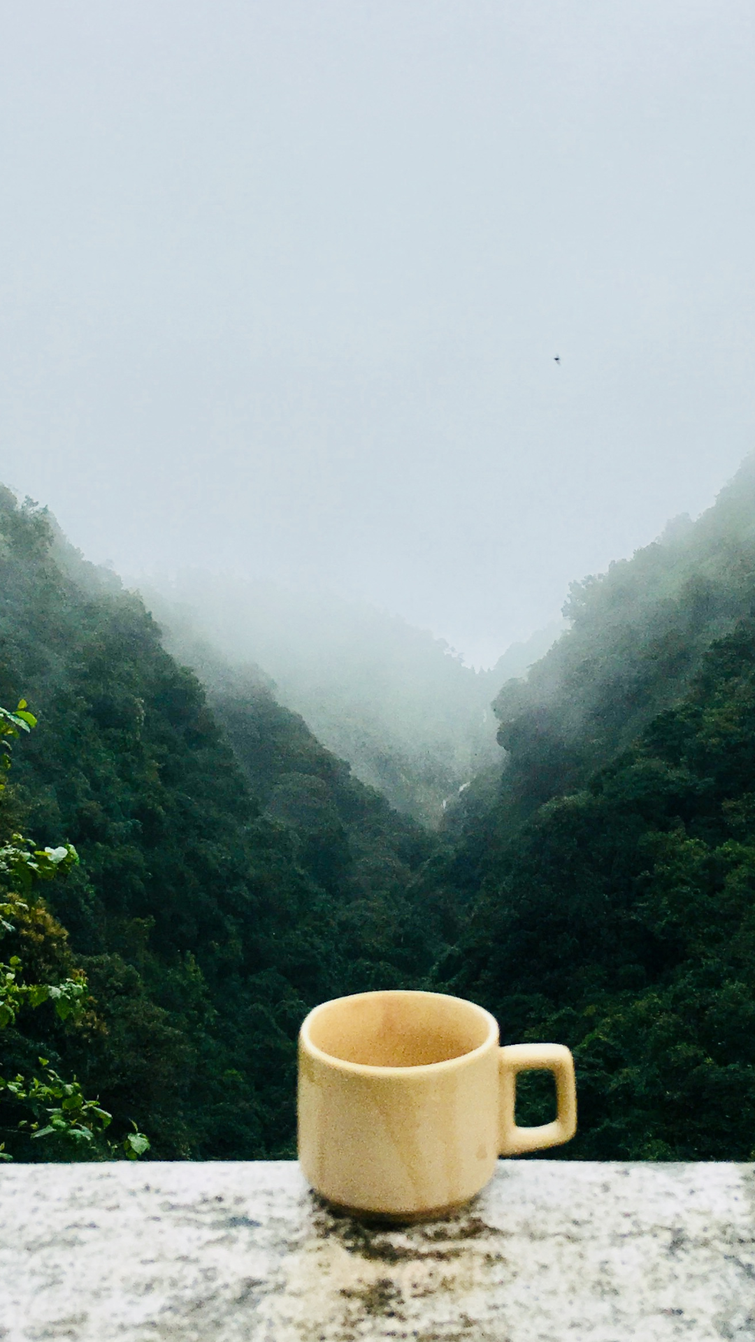 What is Black Tea?  What are the different types?