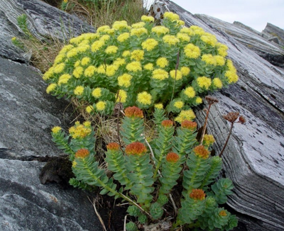 Have you heard of Rhodiola?