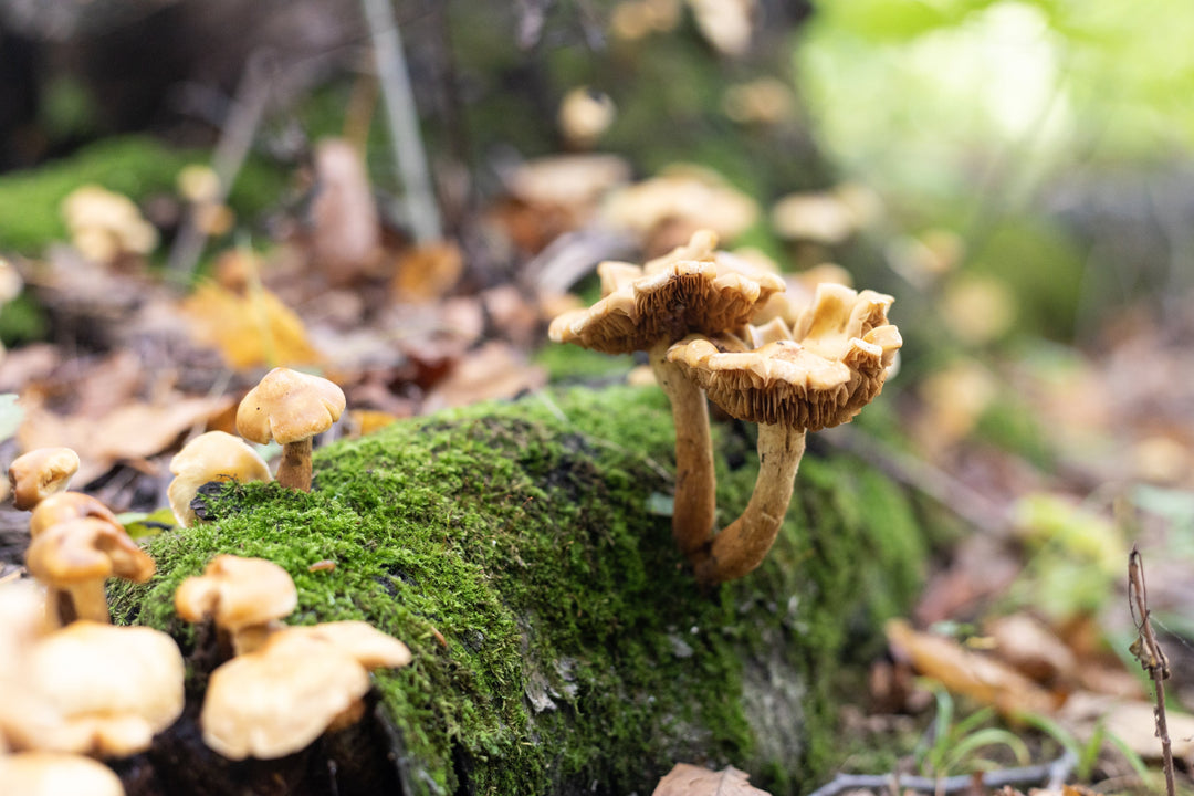 Mushroom and Tincture